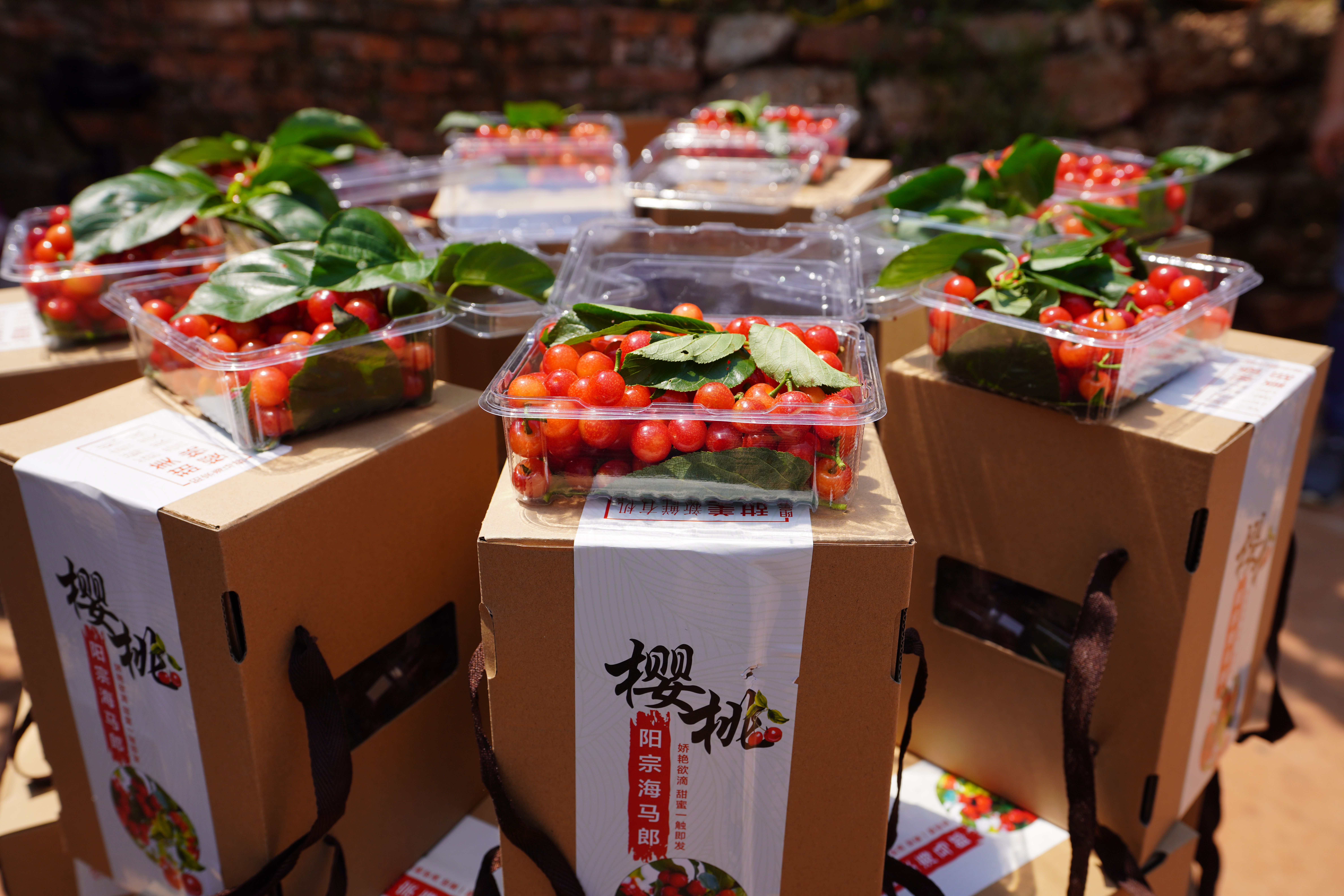 昆明阳宗海七甸11000亩樱桃熟了  （阳宗海融媒体中心供图）