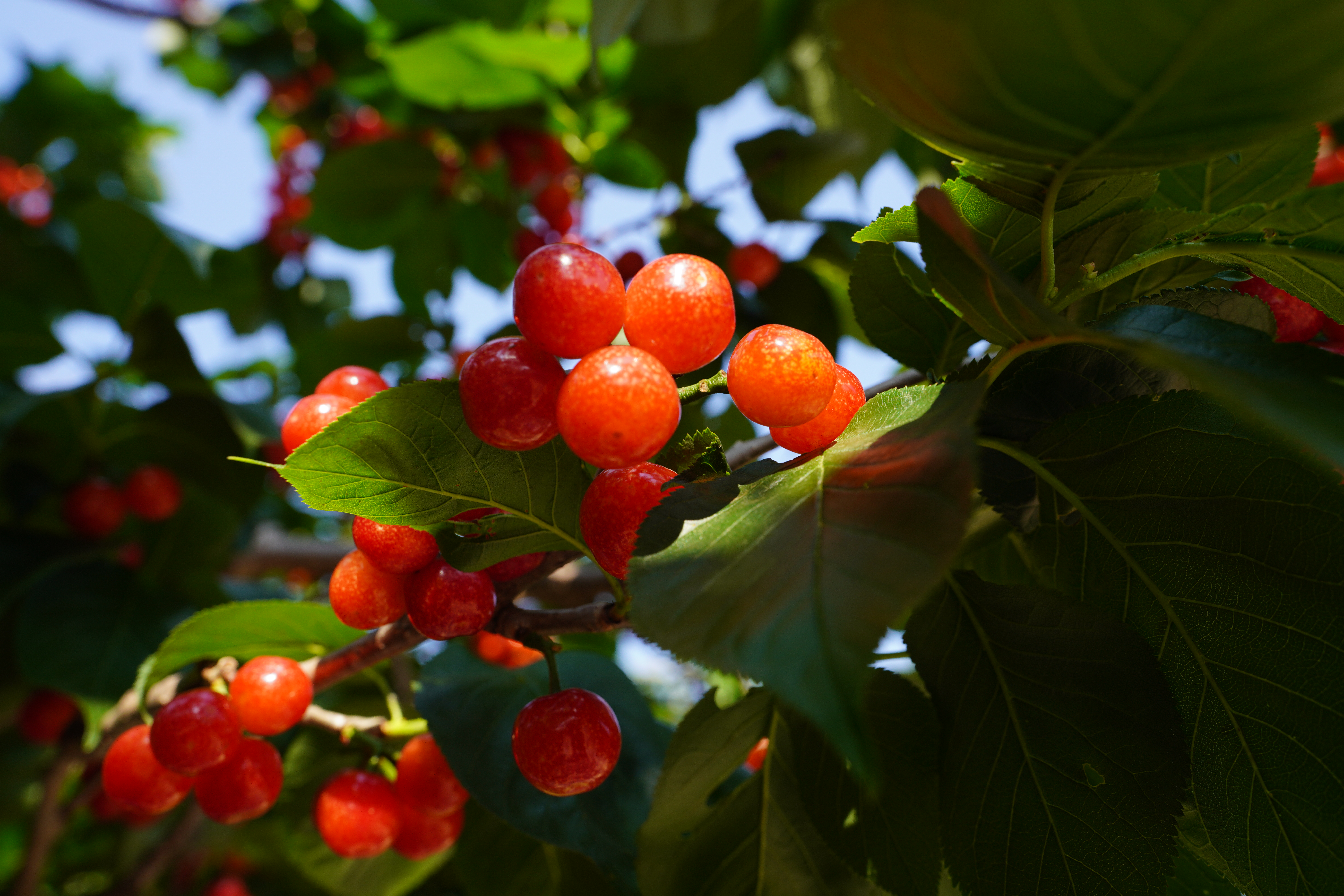 昆明阳宗海七甸11000亩樱桃熟了  （阳宗海融媒体中心供图）