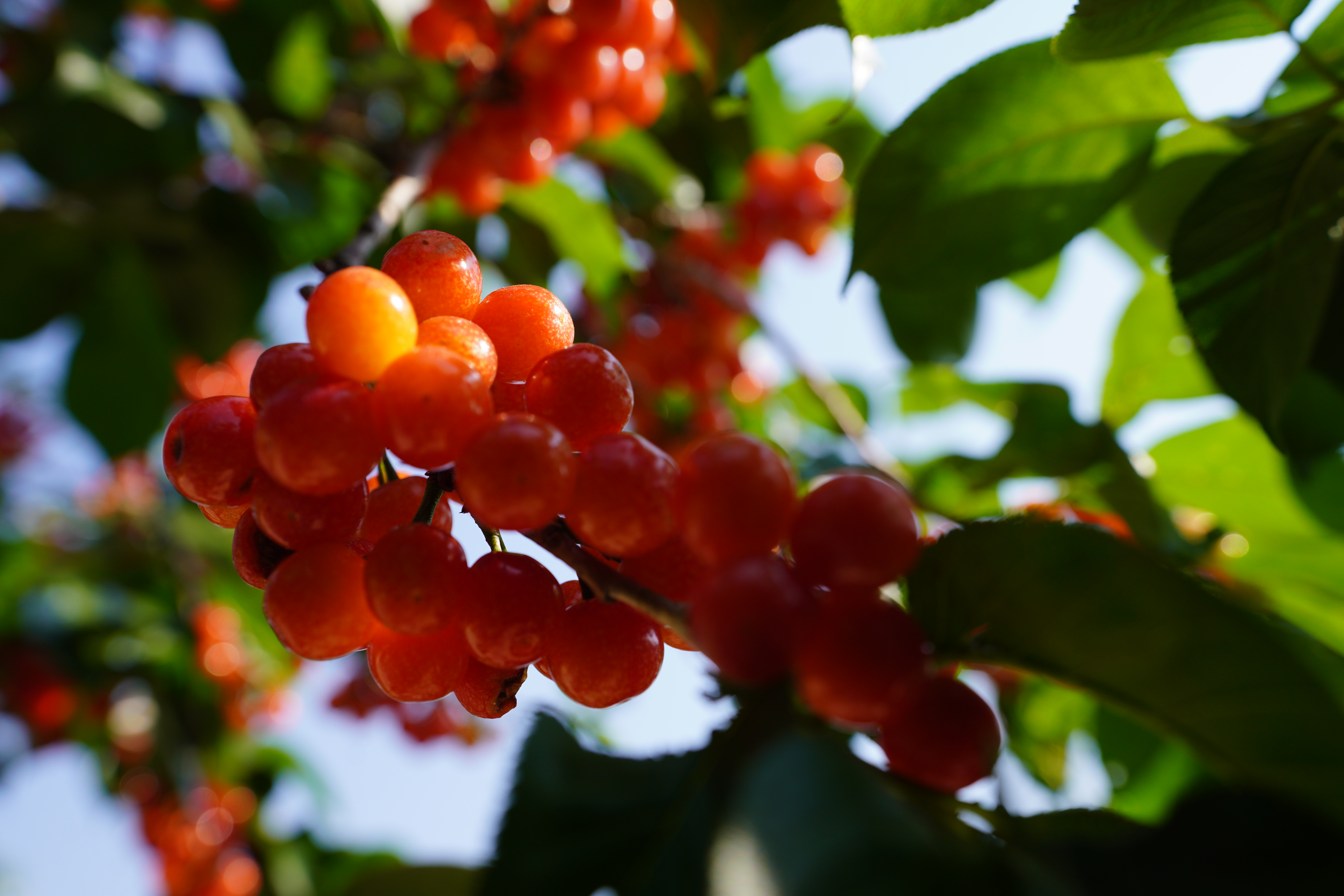 昆明阳宗海七甸11000亩樱桃熟了  （阳宗海融媒体中心供图）