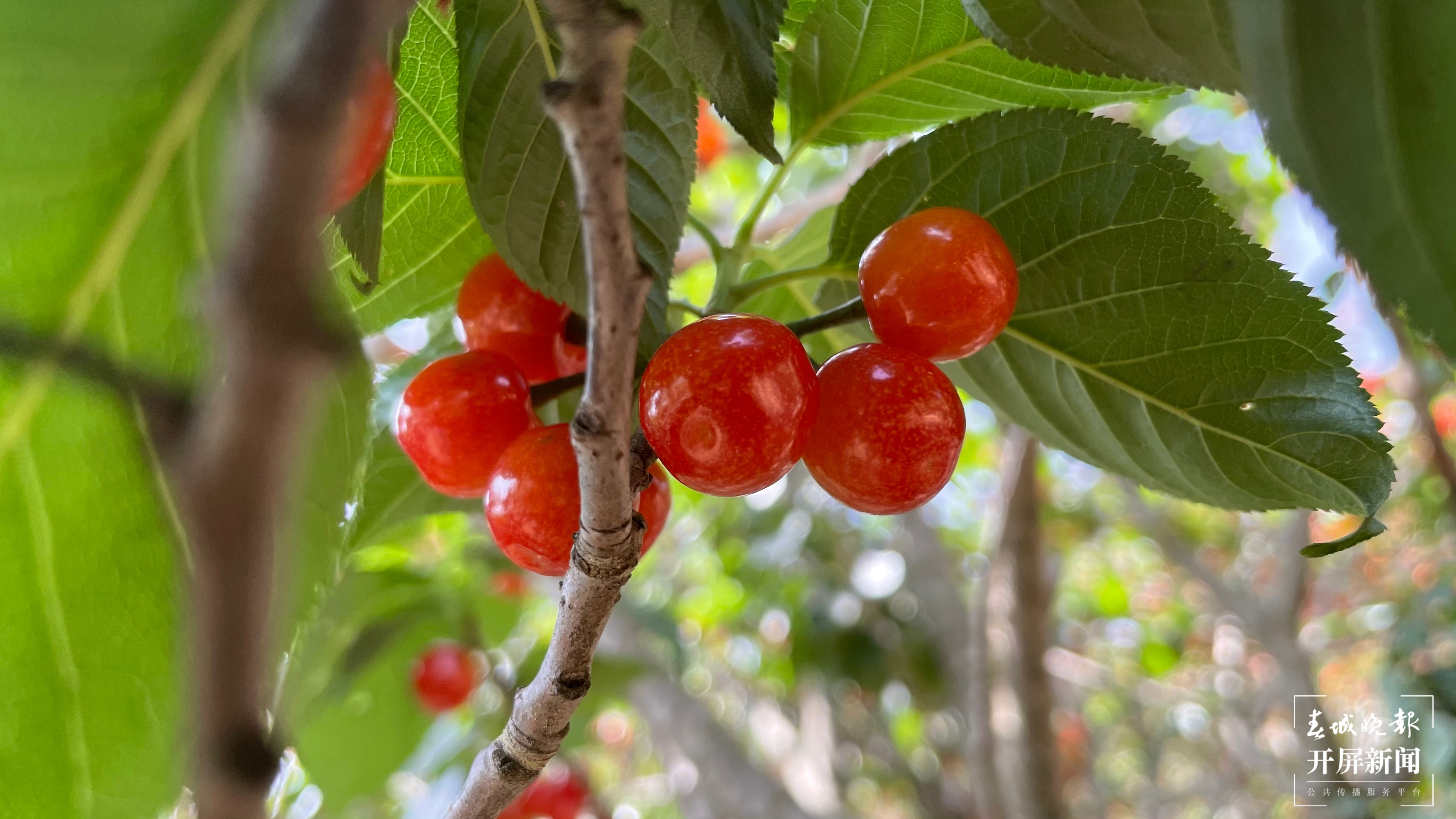晋宁甸头樱桃红 杨质高 通讯员 冯静 肖宏媛 摄 