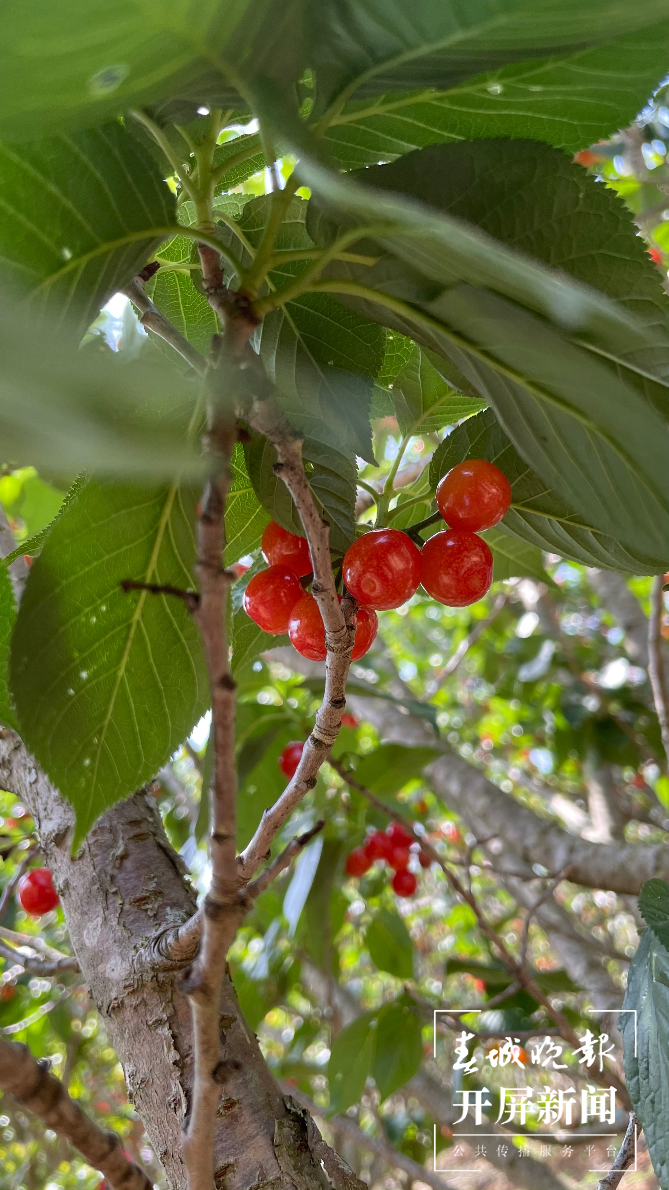 晋宁甸头樱桃红 杨质高 通讯员 冯静 肖宏媛 摄 