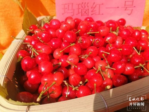 宜良米户“红玛瑙”樱桃（记者 罗宗伟）