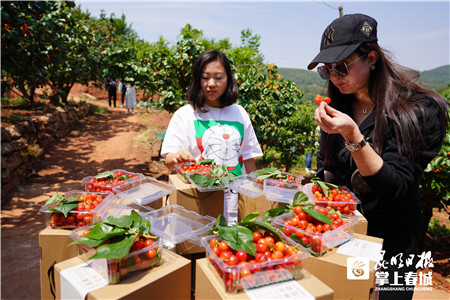 昆明阳宗海七甸11000亩樱桃熟了（图据昆明日报）