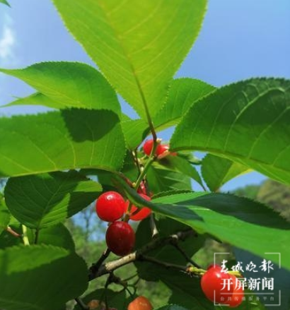 宜良米户“红玛瑙”樱桃等你来采摘.png