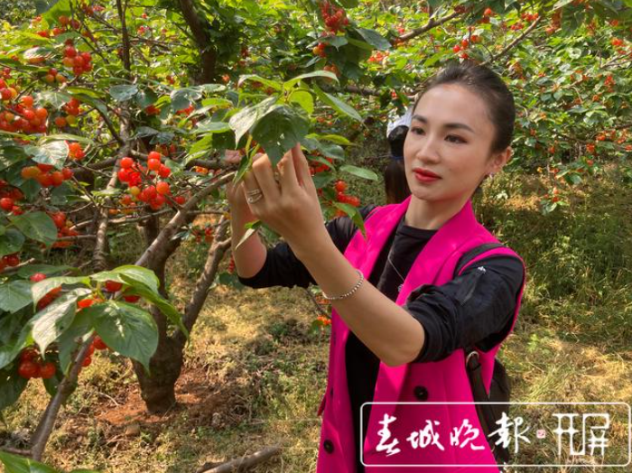富民县赤鹫镇樱桃采摘节即将开幕2.png