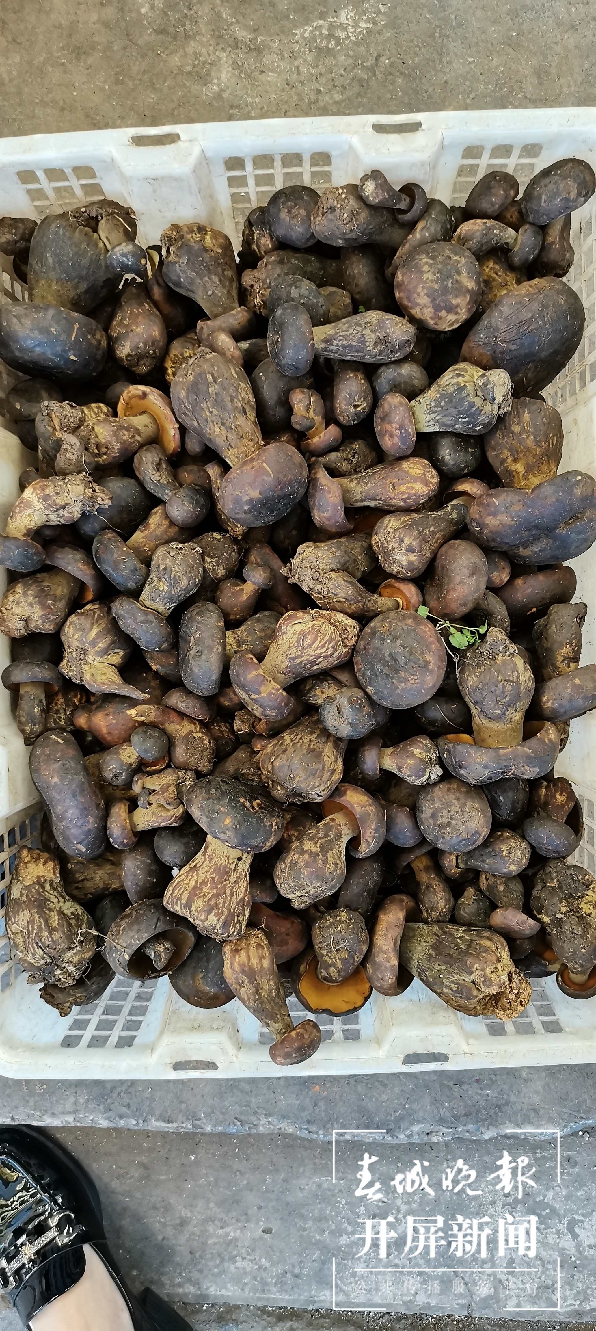 野生黑牛肝（▲成爱丽 摄）