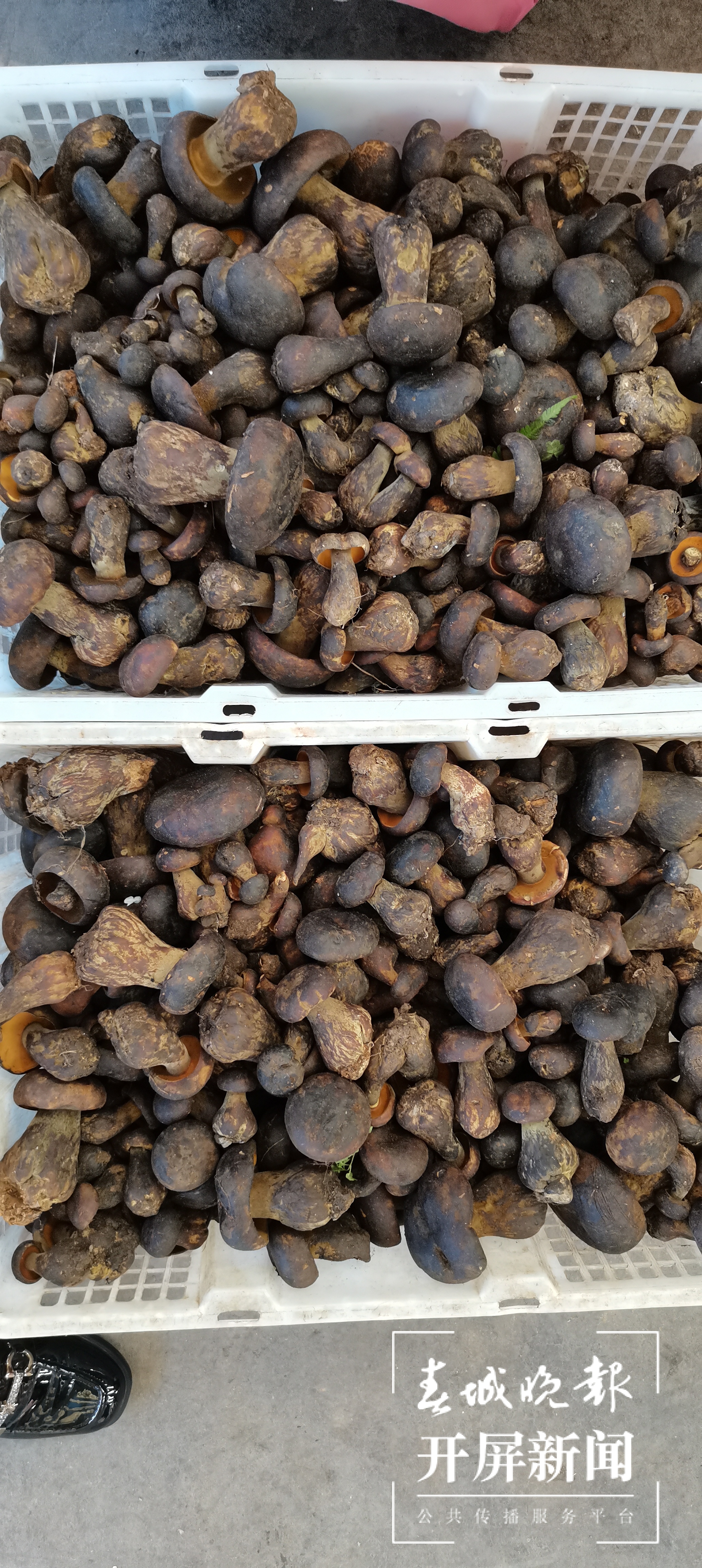 野生黑牛肝（▲成爱丽 摄）