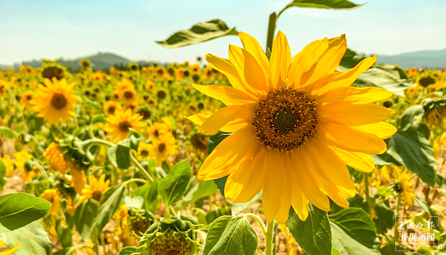 盛开的向日葵-刘畅 摄.jpg