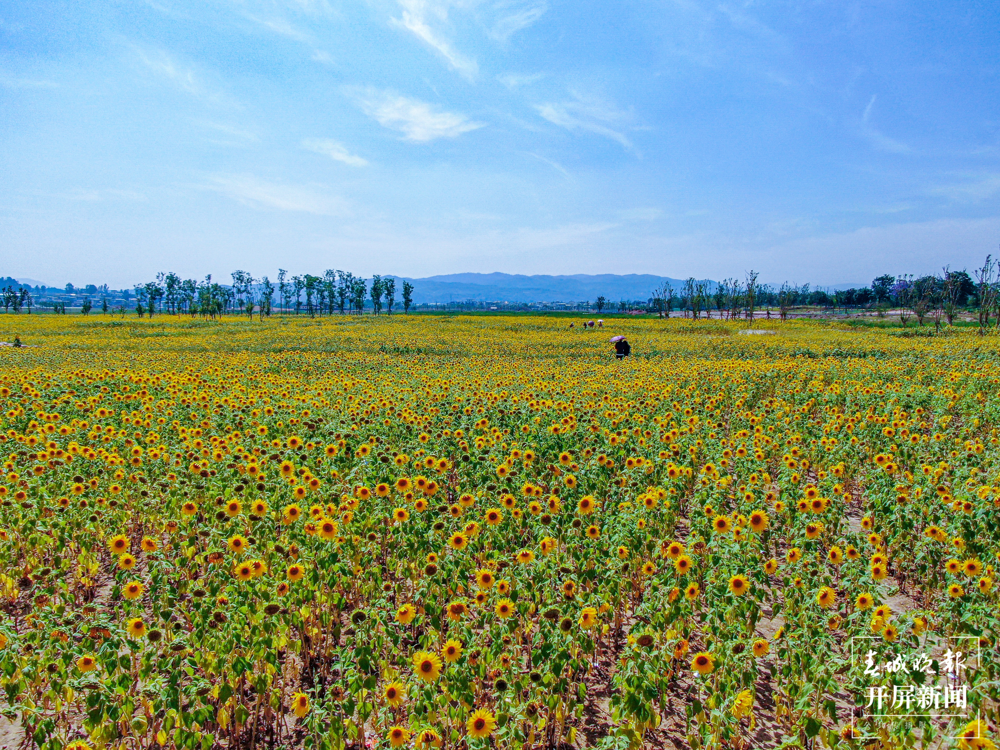 向阳花开黄丹丹-刘畅 摄.jpg