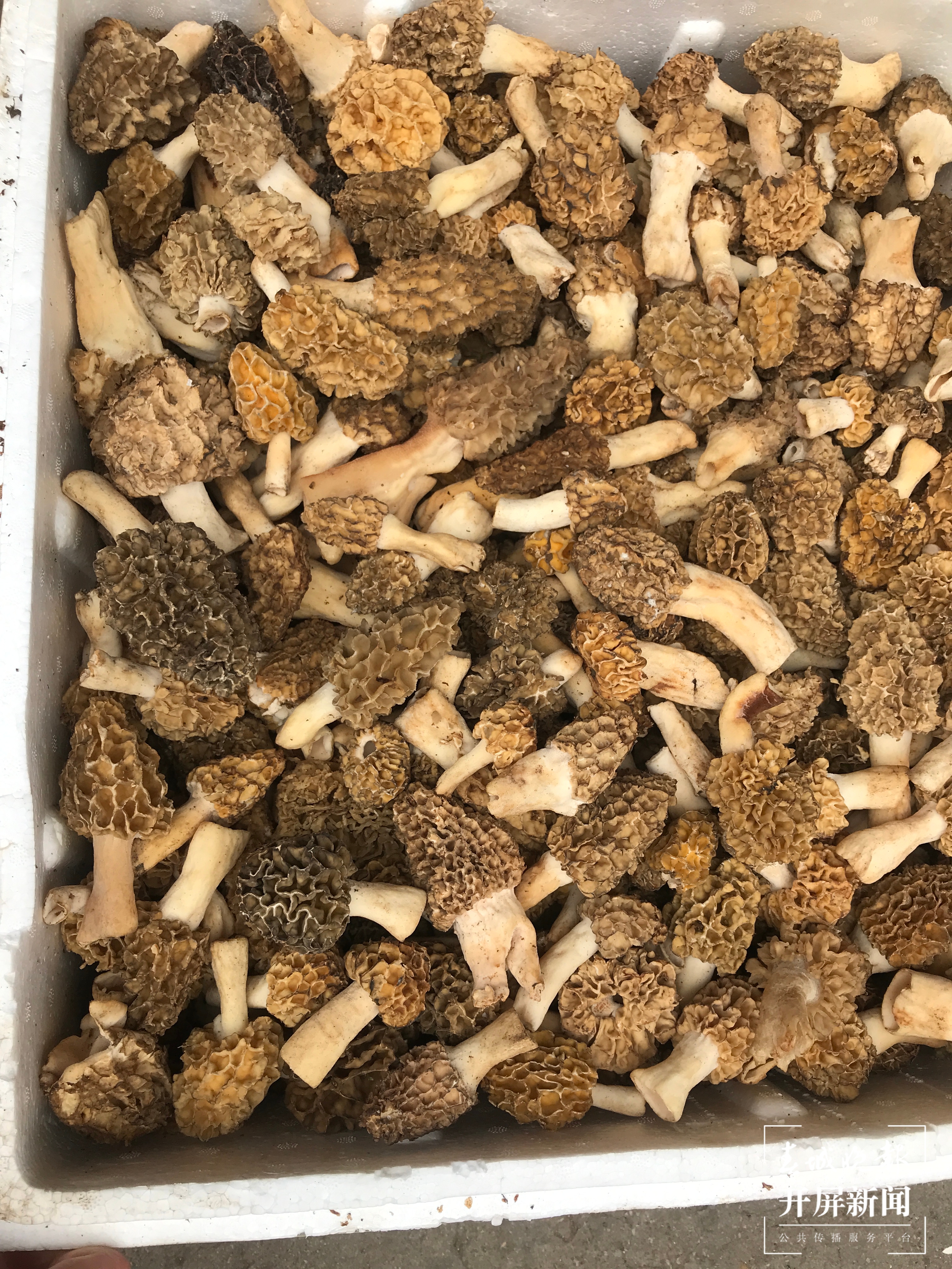 每天约一吨野生菌运到木水花，价格逐渐回落 杨质高 摄 (13).JPG