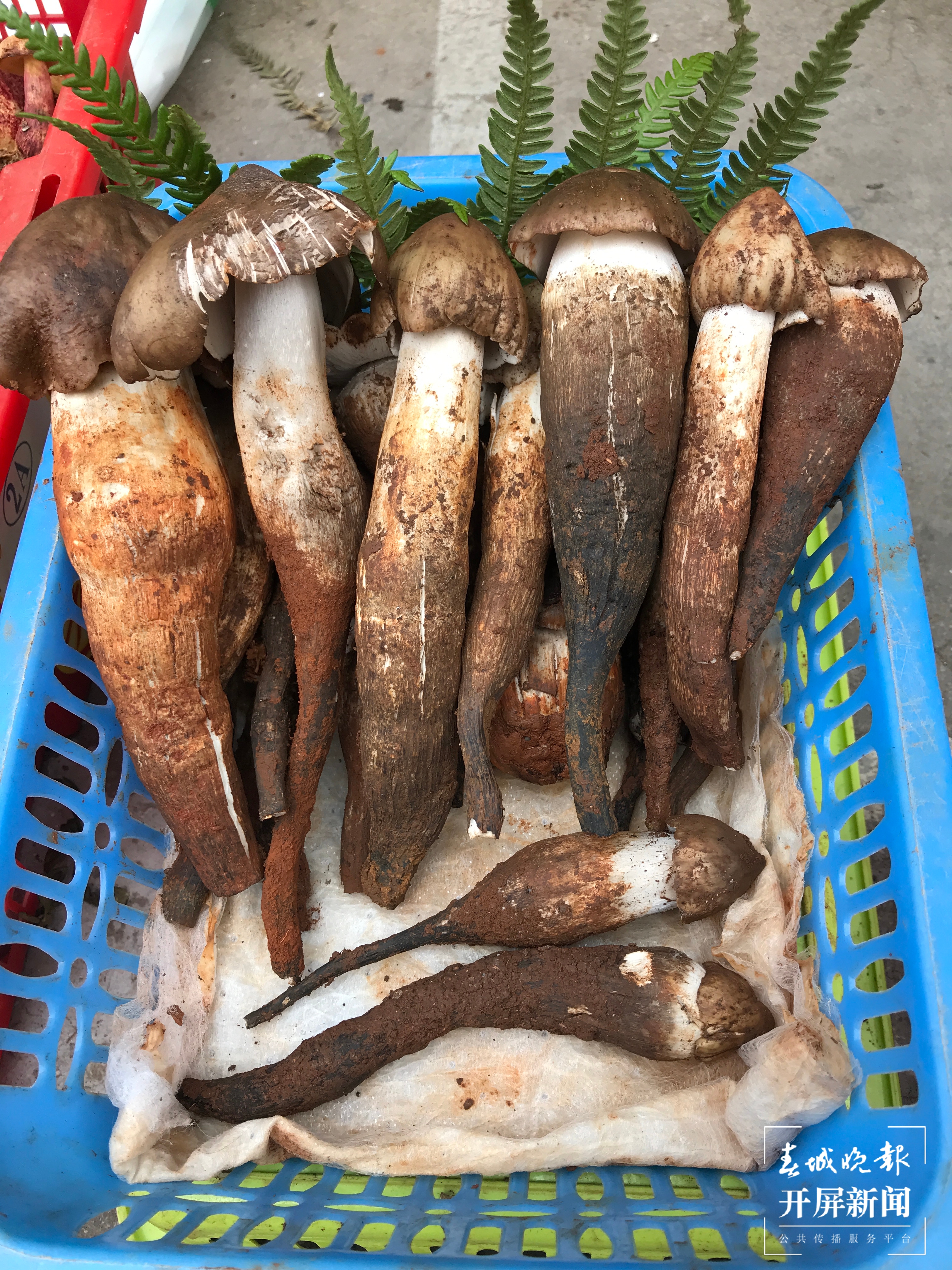 每天约一吨野生菌运到木水花，价格逐渐回落 杨质高 摄 (11).JPG