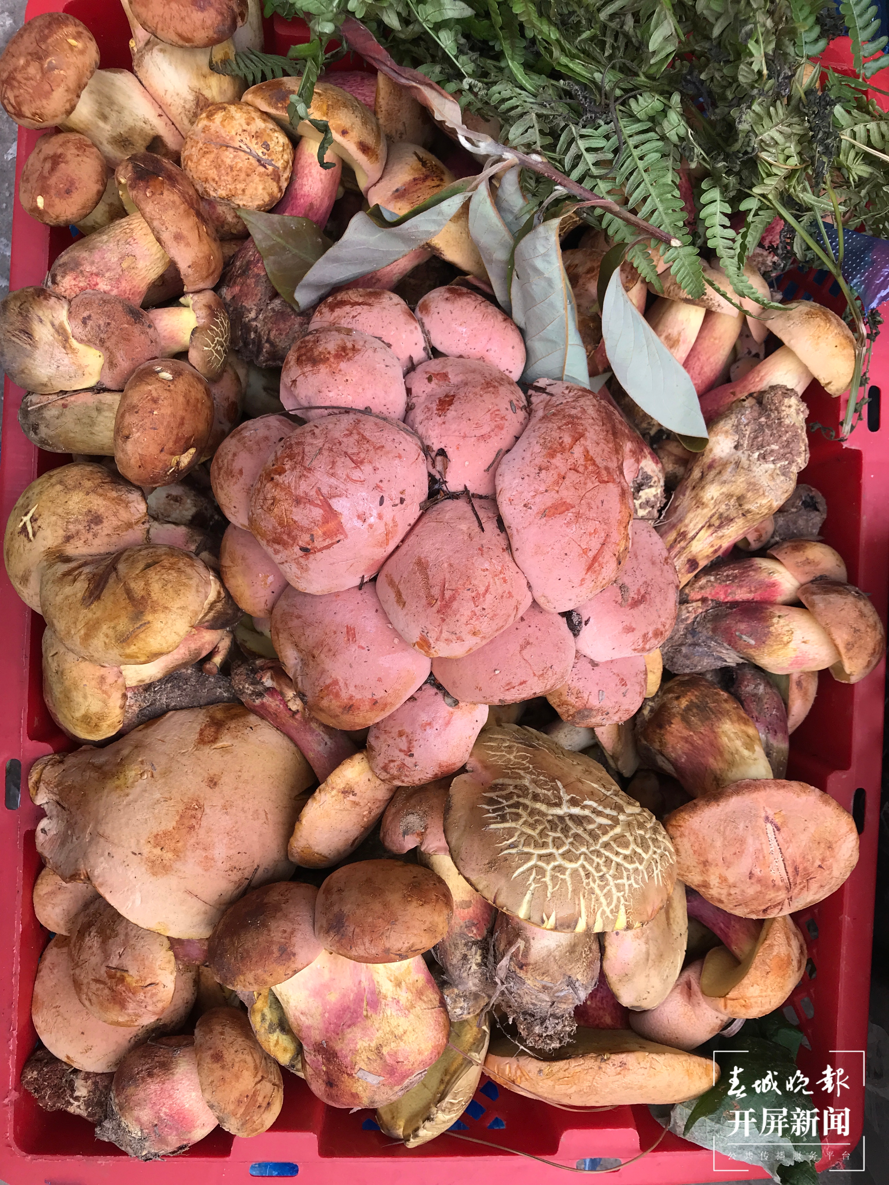 每天约一吨野生菌运到木水花，价格逐渐回落 杨质高 摄 (1).JPG