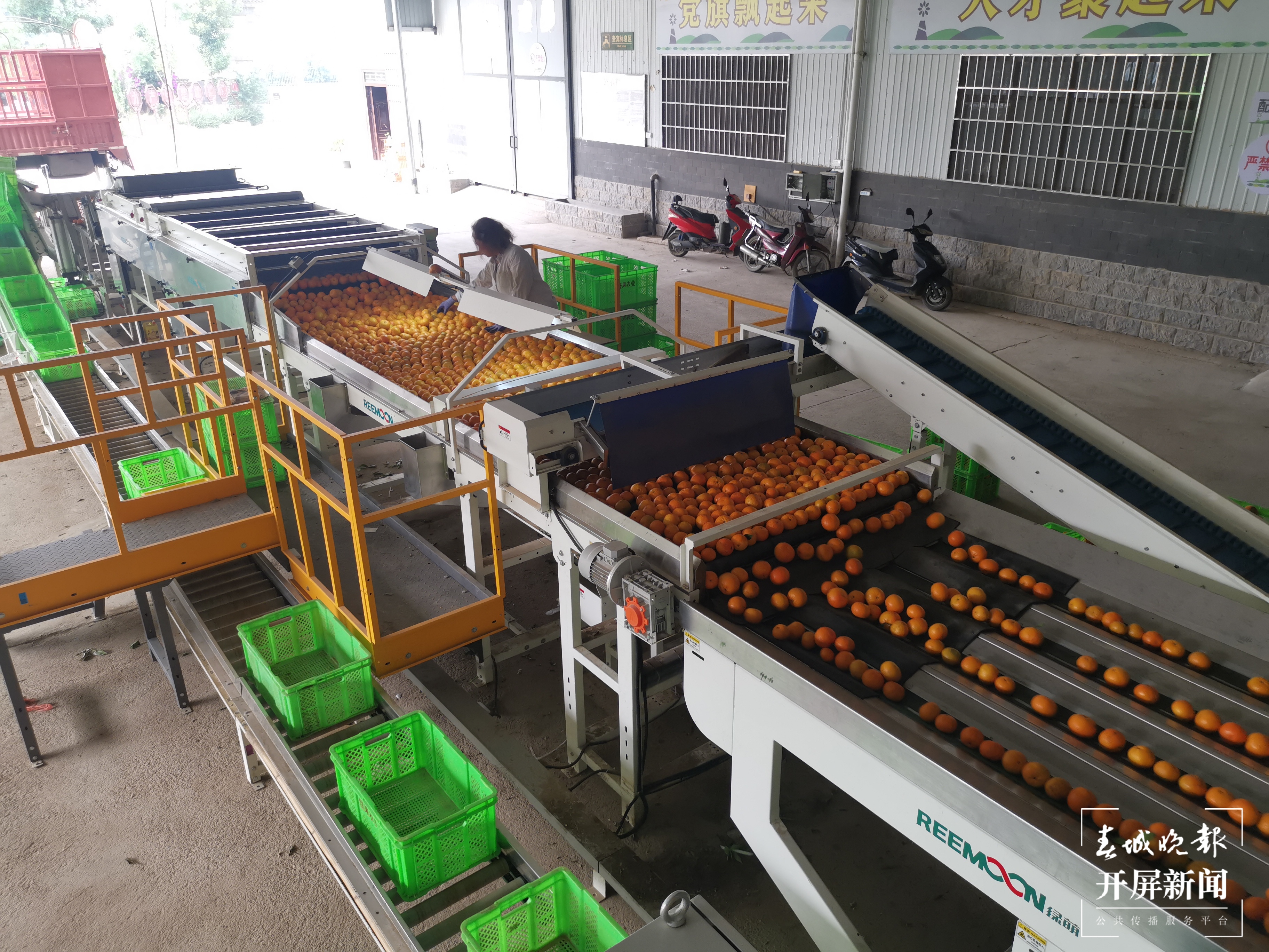 高标准的水果分拣设备正在对沃柑进行分拣 胡梅君摄1.jpg
