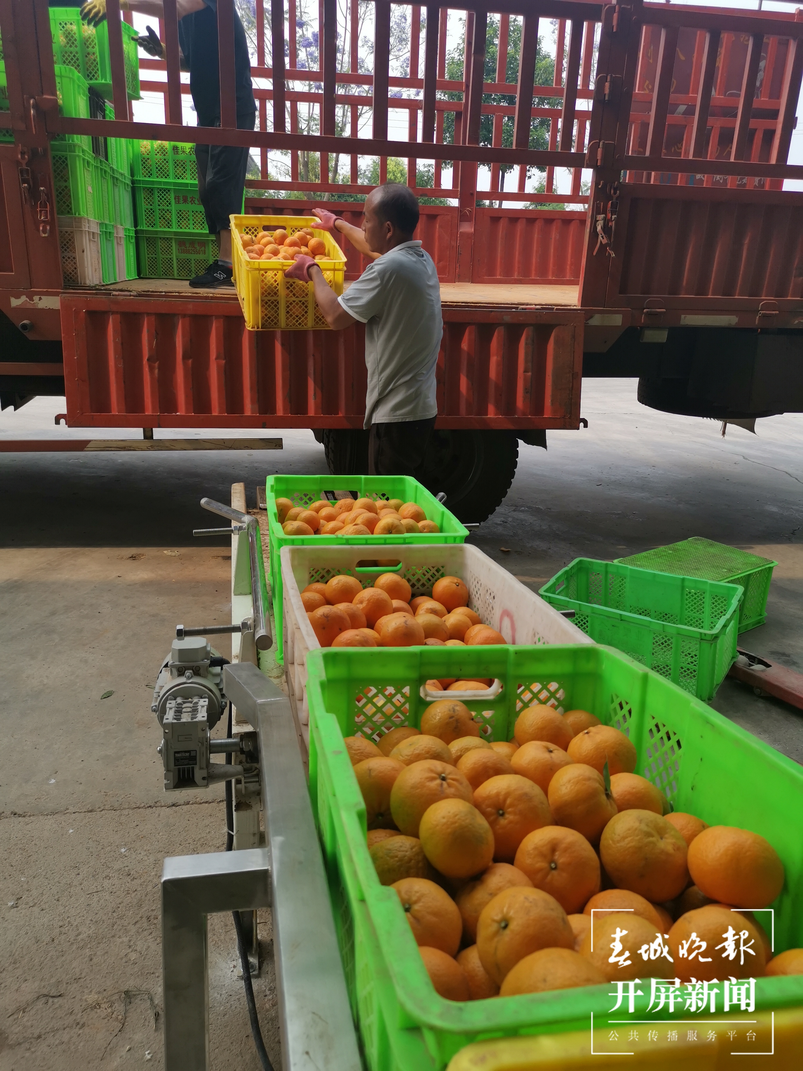 建水佳果农业科技开发有限公司工人在分拣水果 胡梅君摄2.jpg