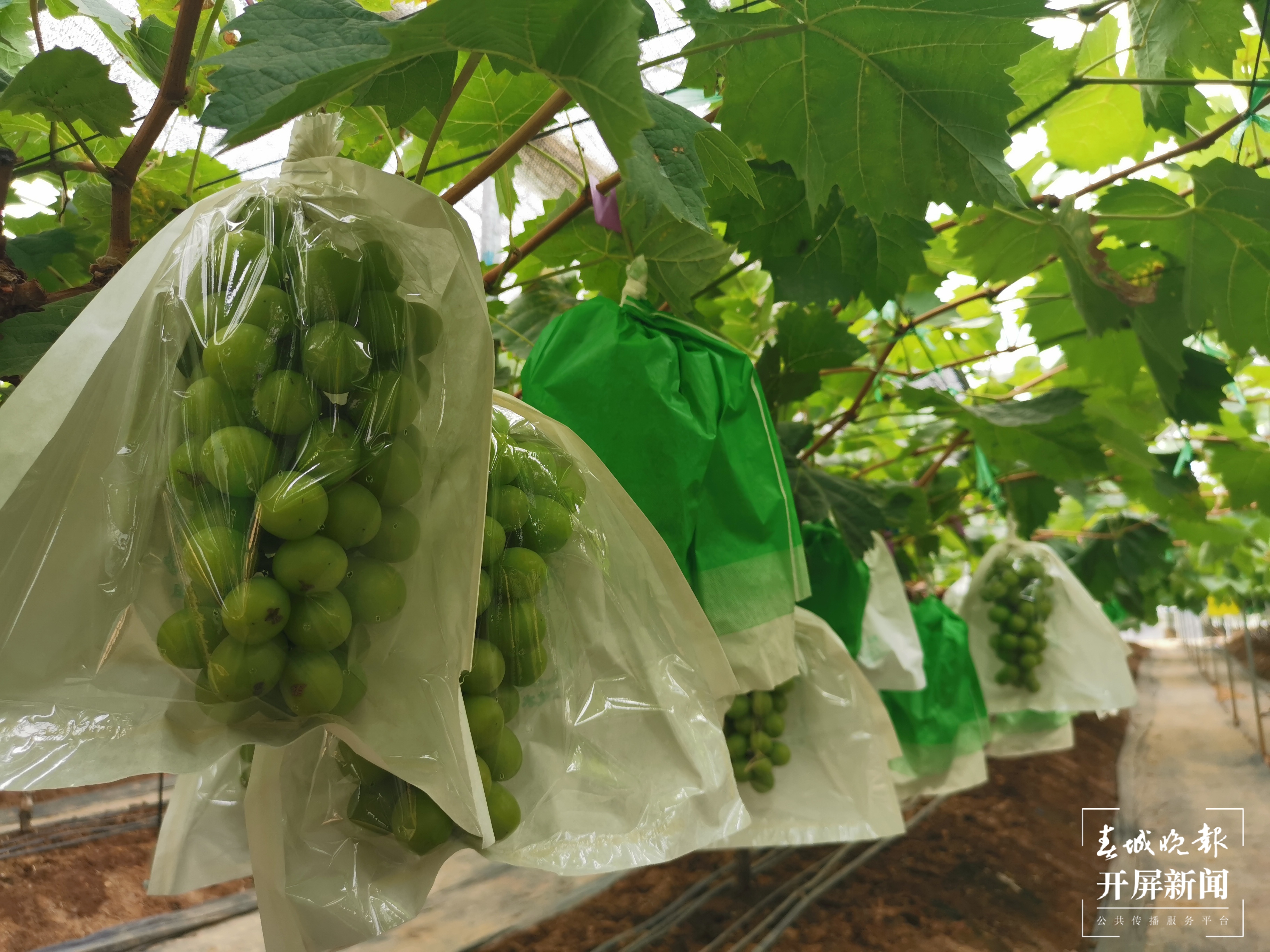 云南大家农业科技发展有限责任公司的阳光玫瑰 胡梅君摄1.jpg