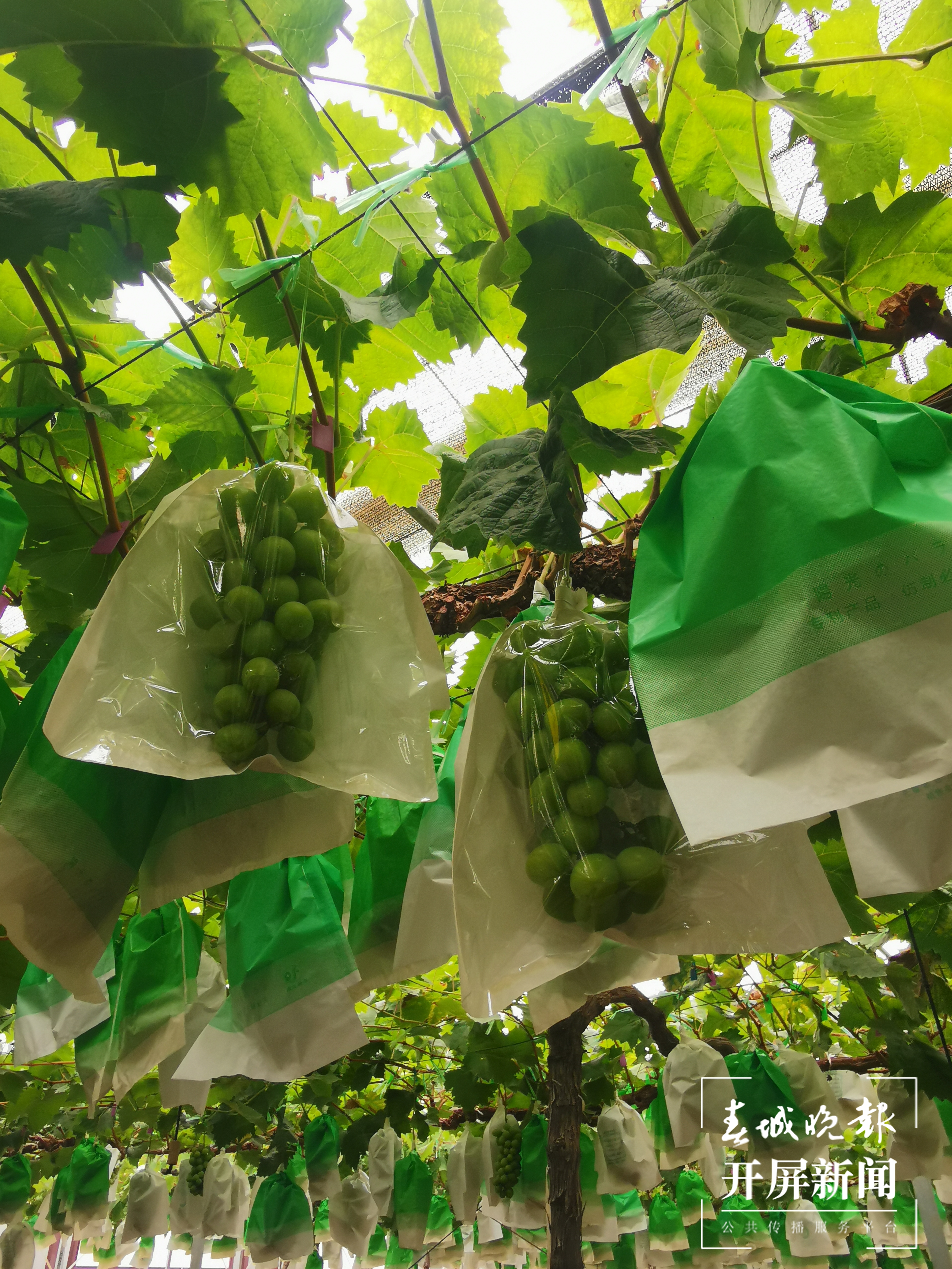 云南大家农业科技发展有限责任公司的阳光玫瑰 胡梅君摄2.jpg