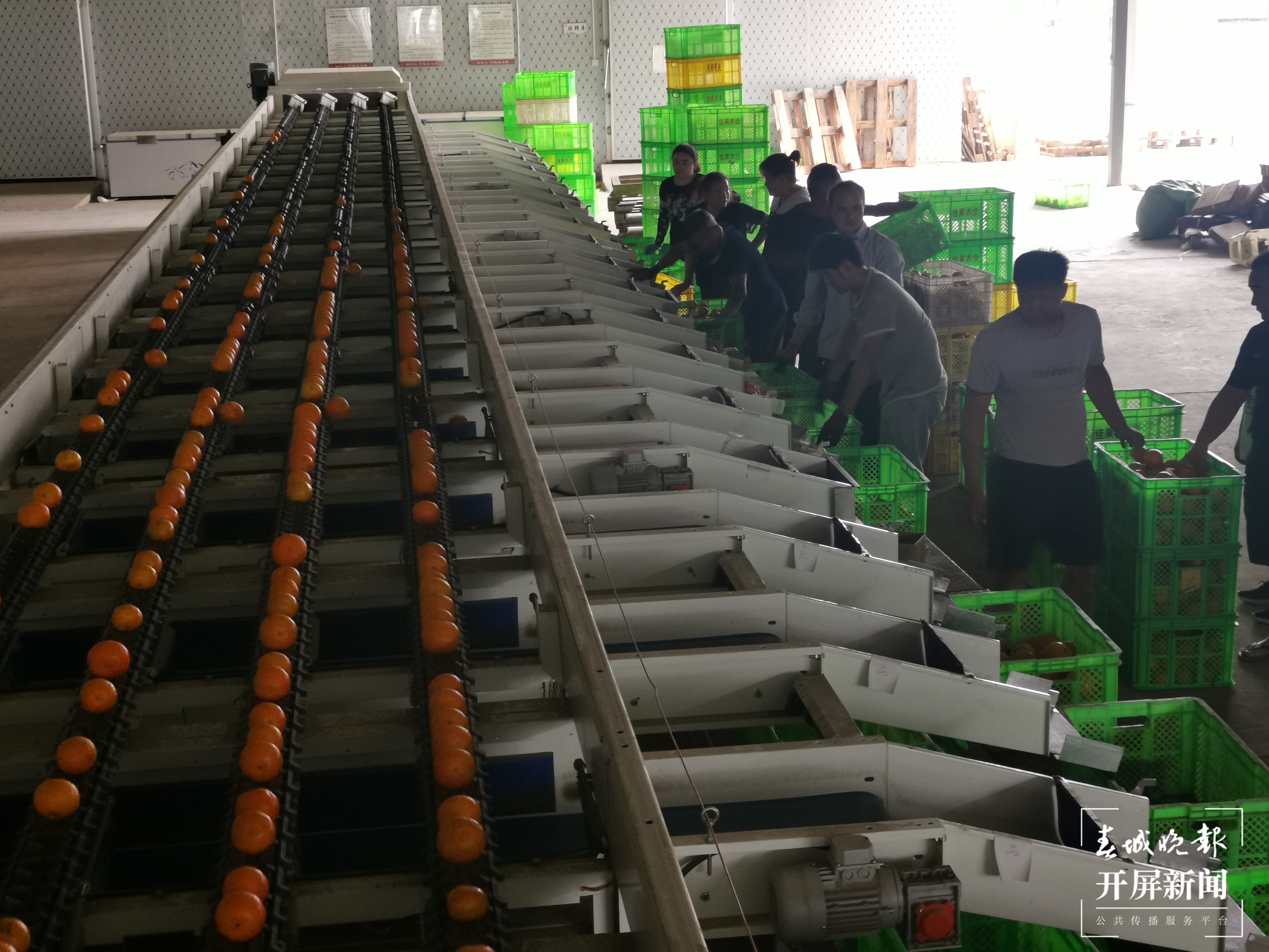 高标准的水果分拣设备正在对沃柑进行分拣 胡梅君摄.jpg