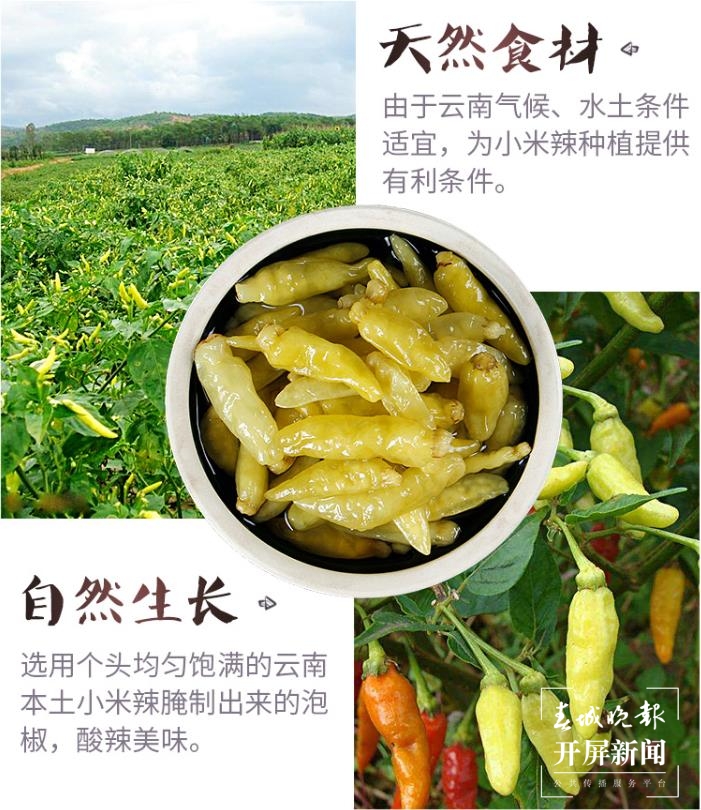 绿色生态小米辣 宏斌供图.jpg