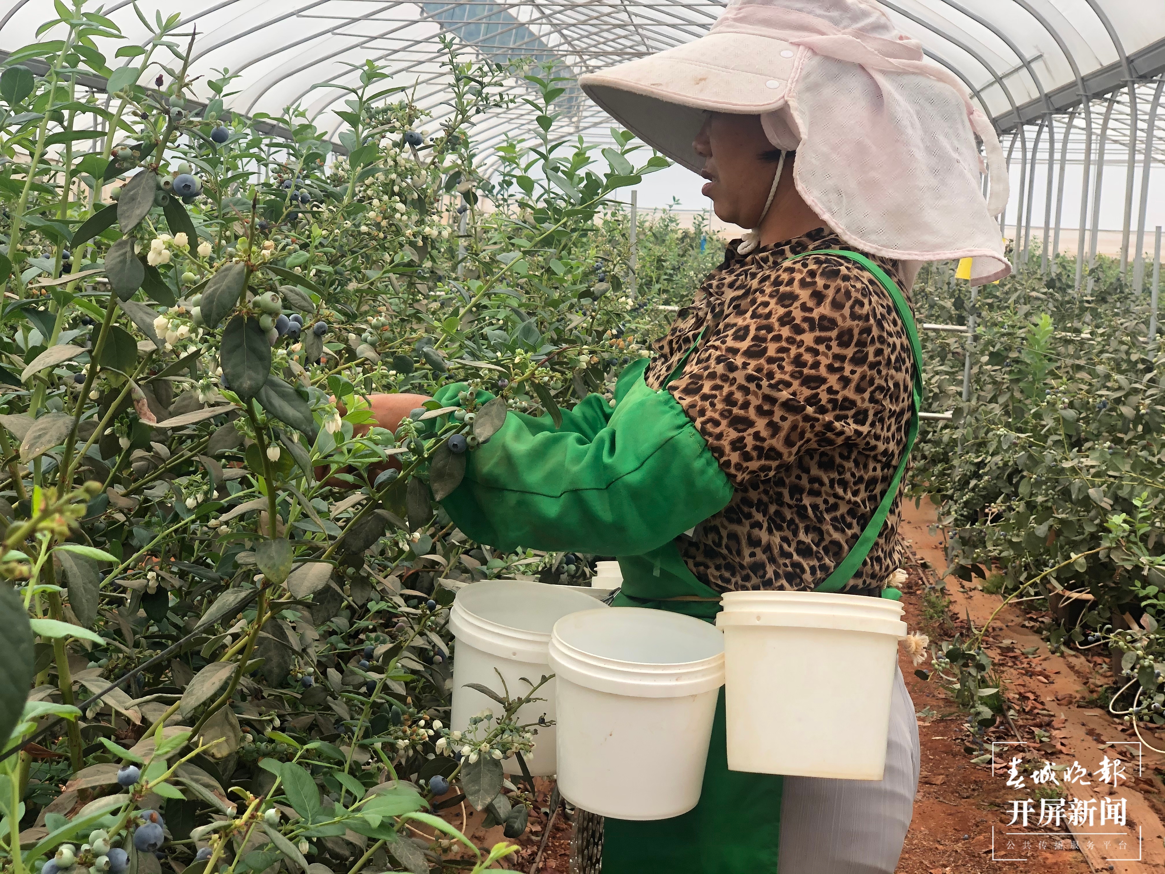 【最美乡愁看建水】小小蓝莓种出致富“蓝色通道”