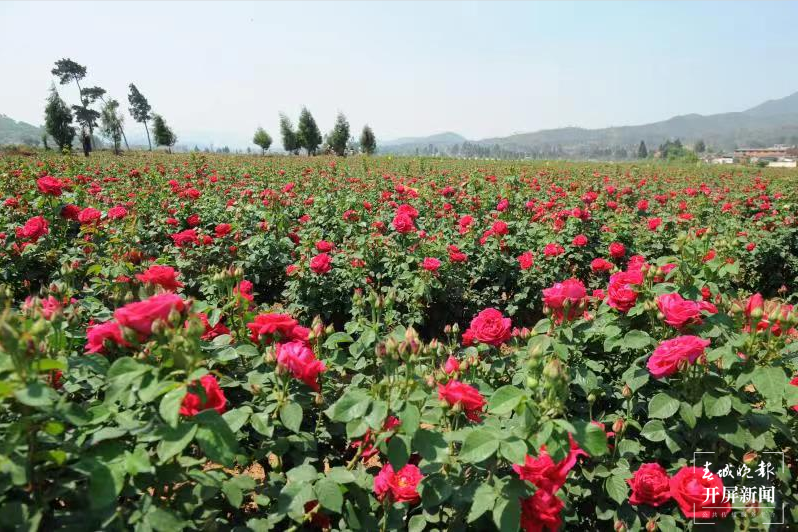 【五一开屏带你游】 安宁八街相连玫瑰谷赏花、吃花 春城晚报-开屏新闻记者 孙琴霞 通讯员 谢钢 摄影报道
