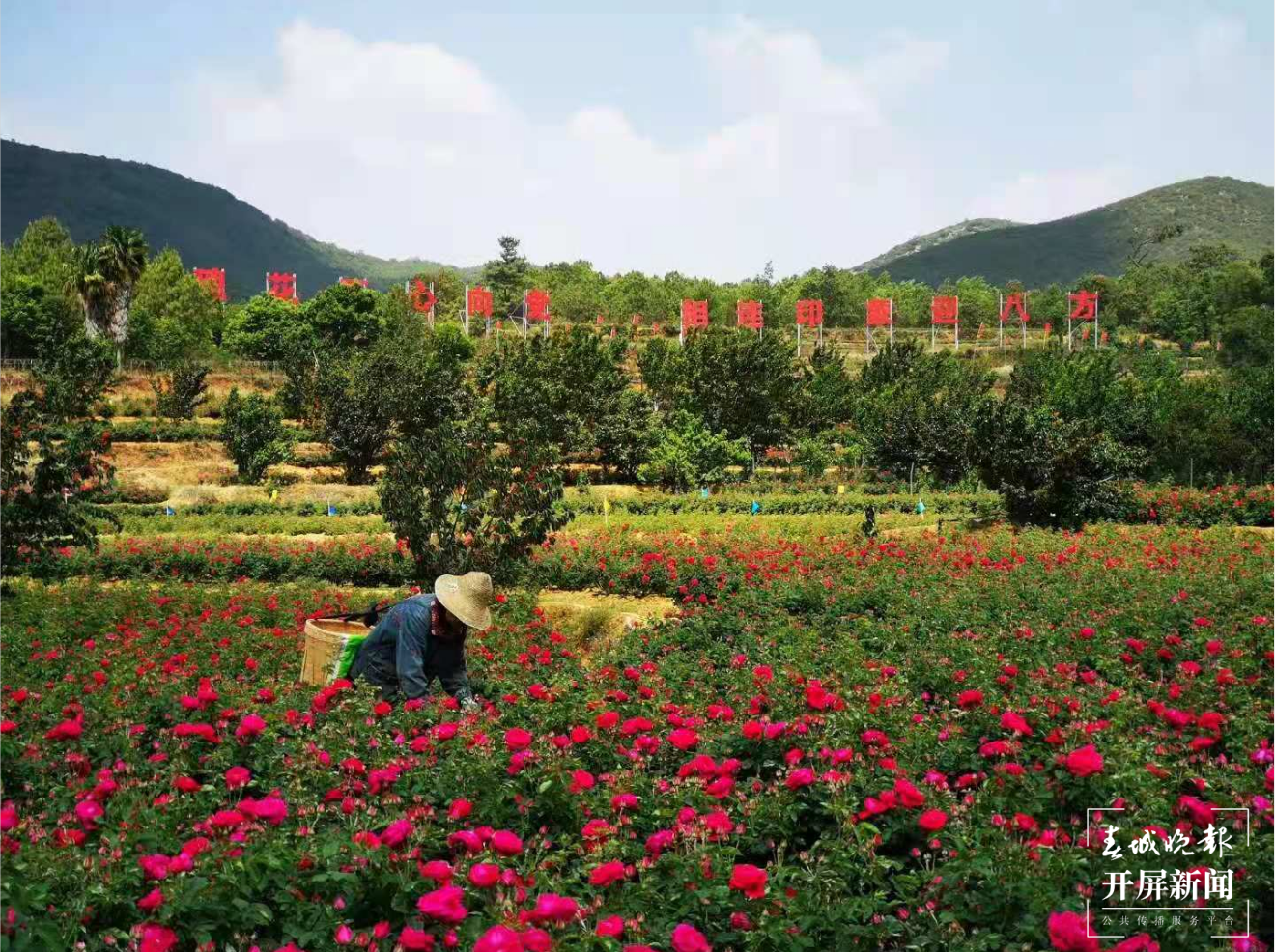 【五一开屏带你游】 安宁八街相连玫瑰谷赏花、吃花 春城晚报-开屏新闻记者 孙琴霞 通讯员 谢钢 摄影报道