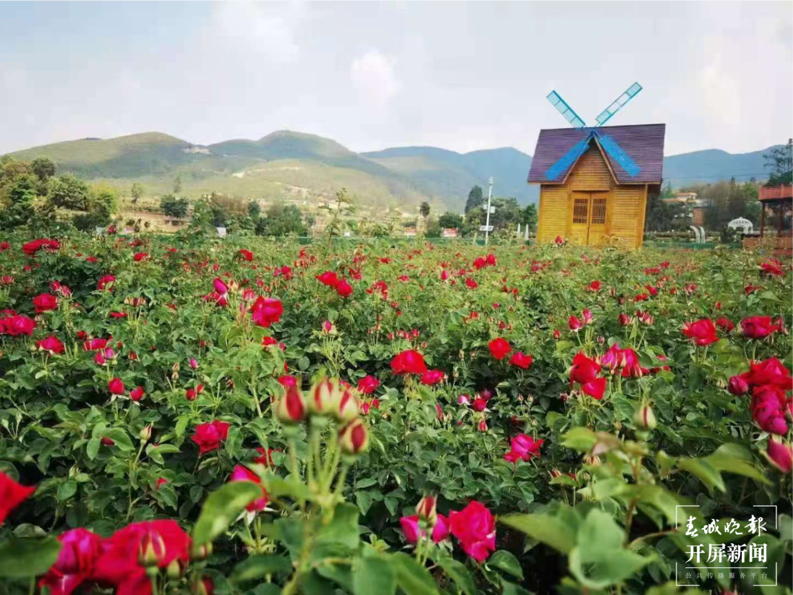 【五一开屏带你游】 安宁八街相连玫瑰谷赏花、吃花 春城晚报-开屏新闻记者 孙琴霞 通讯员 谢钢 摄影报道
