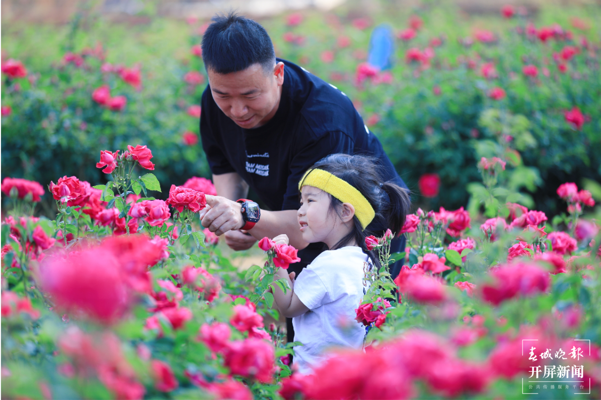 【五一开屏带你游】 安宁八街相连玫瑰谷赏花、吃花 春城晚报-开屏新闻记者 孙琴霞 通讯员 谢钢 摄影报道