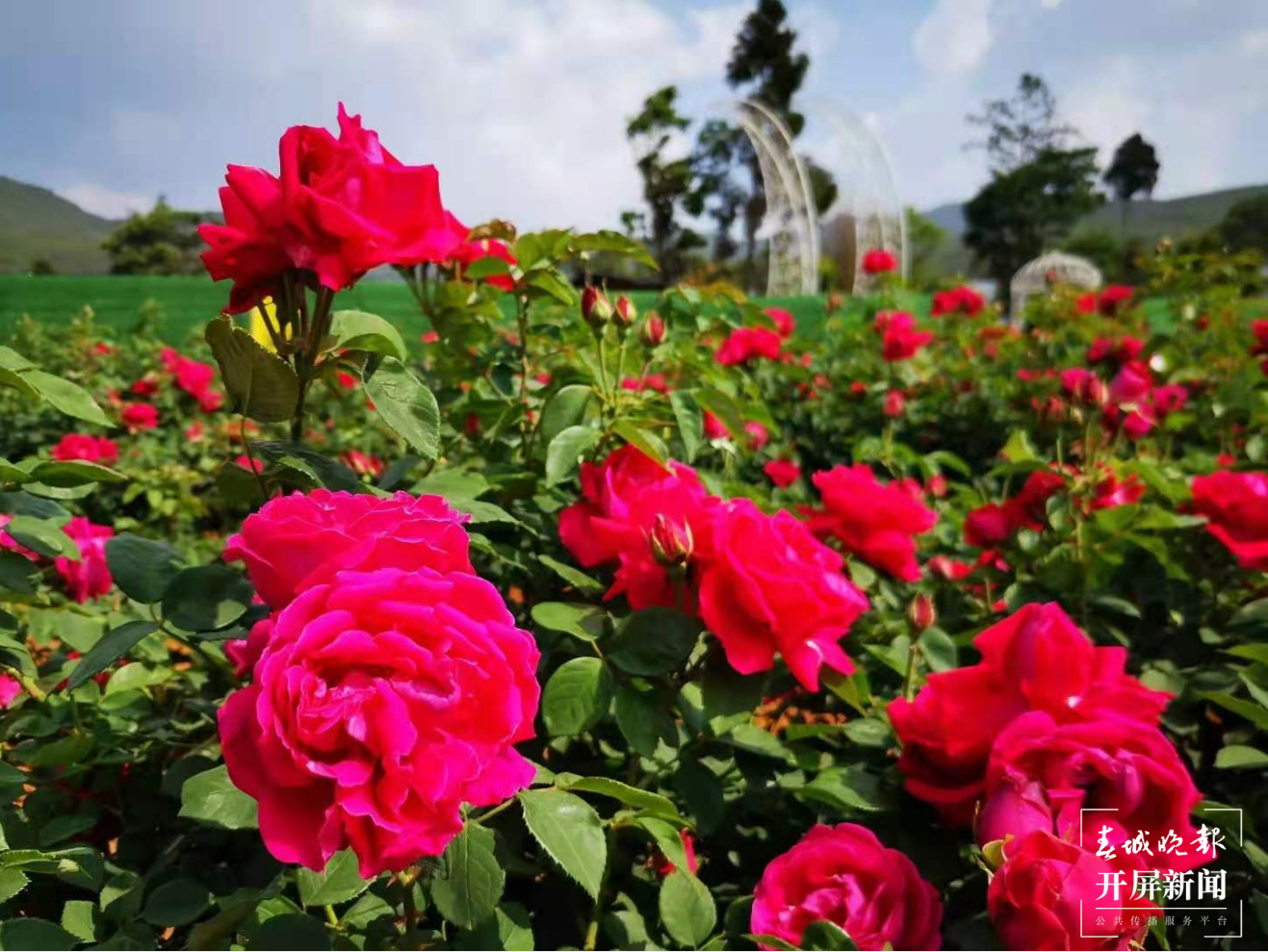 【五一开屏带你游】 安宁八街相连玫瑰谷赏花、吃花 春城晚报-开屏新闻记者 孙琴霞 通讯员 谢钢 摄影报道