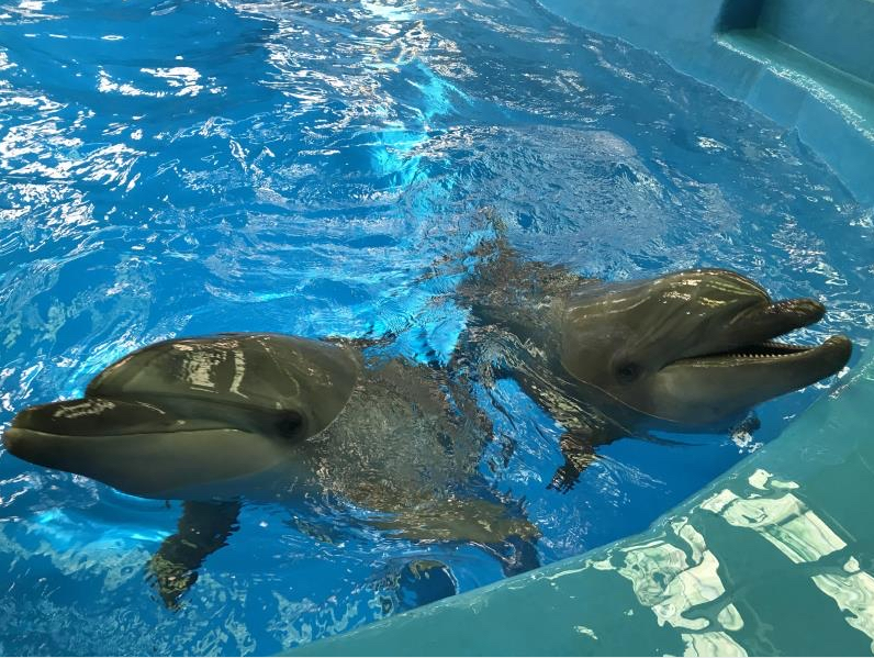 【五一开屏带你游】抚仙湖畔看大马戏、过立夏节、逛星光夜市 资料图