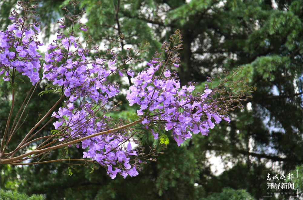 【五一开屏带你游】保山花路：光影交错中透出的一条蓝色花海 春城晚报 开屏新闻记者 崔敏 通讯员 李志旭 摄影报道