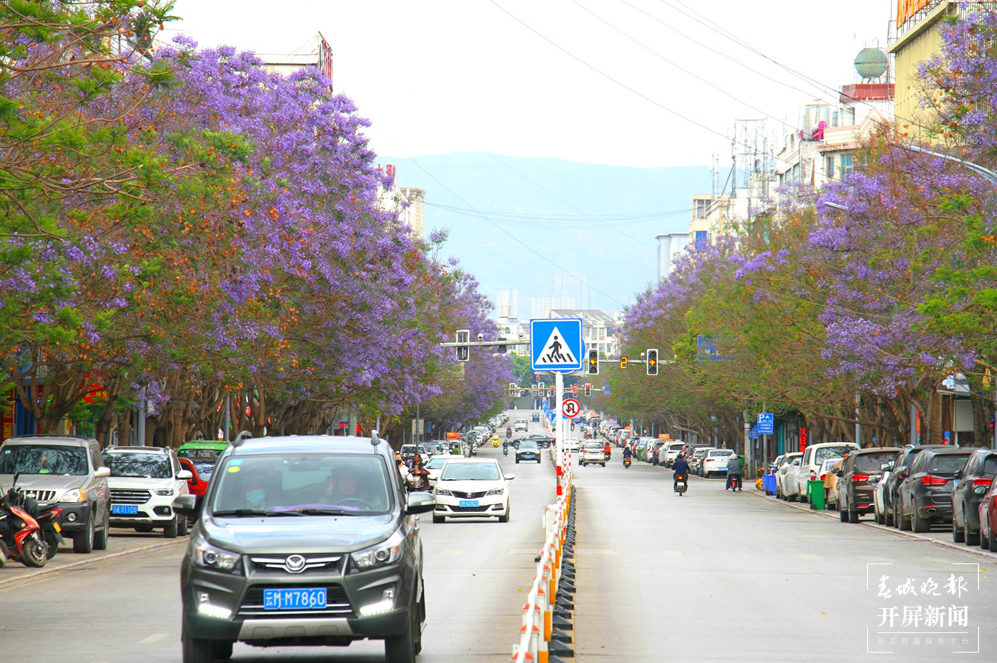 【五一开屏带你游】保山花路：光影交错中透出的一条蓝色花海 春城晚报 开屏新闻记者 崔敏 通讯员 李志旭 摄影报道