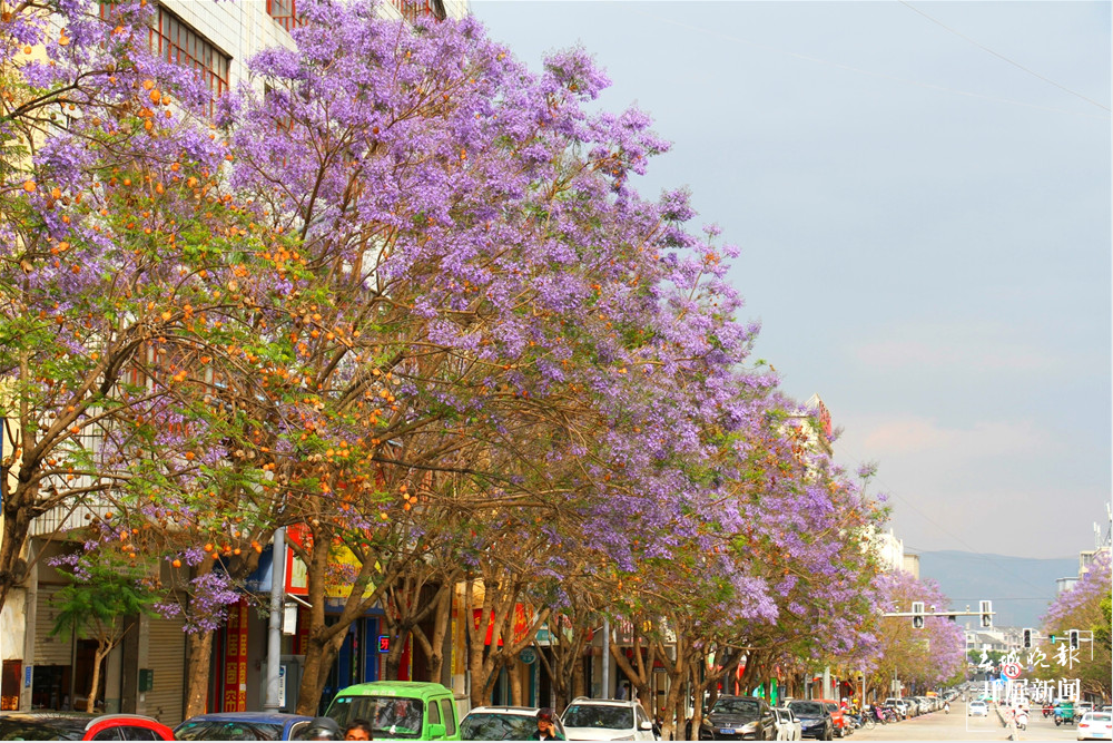 【五一开屏带你游】保山花路：光影交错中透出的一条蓝色花海 春城晚报 开屏新闻记者 崔敏 通讯员 李志旭 摄影报道