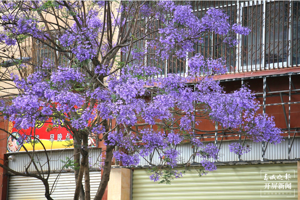 【五一开屏带你游】保山花路：光影交错中透出的一条蓝色花海 春城晚报 开屏新闻记者 崔敏 通讯员 李志旭 摄影报道