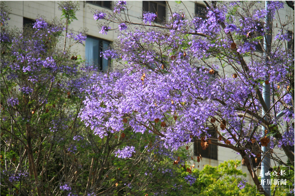 【五一开屏带你游】保山花路：光影交错中透出的一条蓝色花海 春城晚报 开屏新闻记者 崔敏 通讯员 李志旭 摄影报道