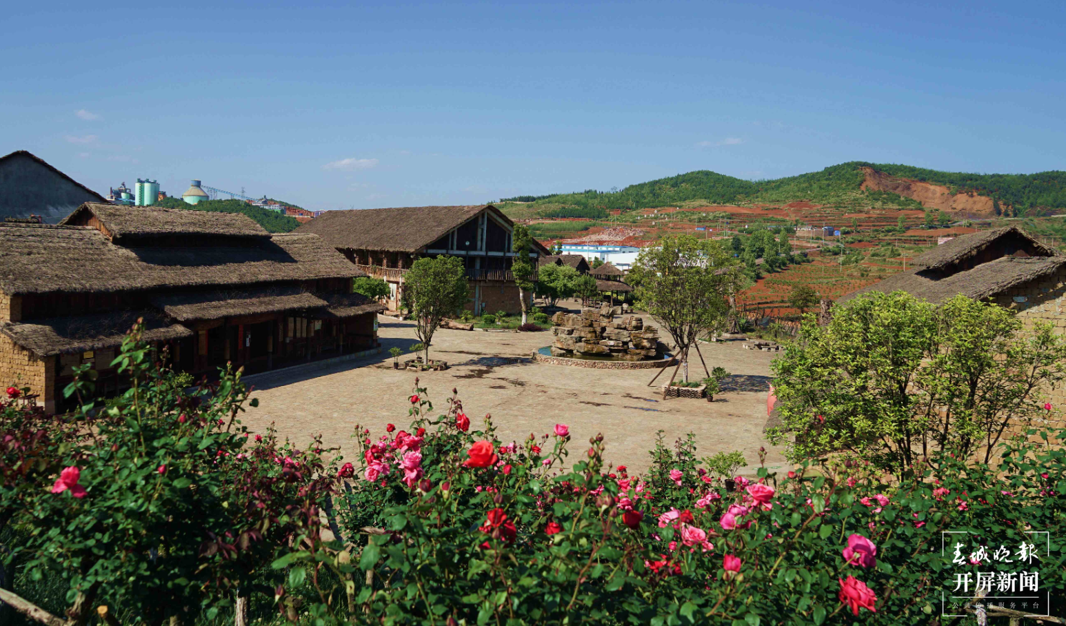 【五一开屏带你游】富源多乐原,月季“千娇百媚”等你来看 春城晚报-开屏新闻记者 蒋琼波 通讯员 山鑫 摄影报道