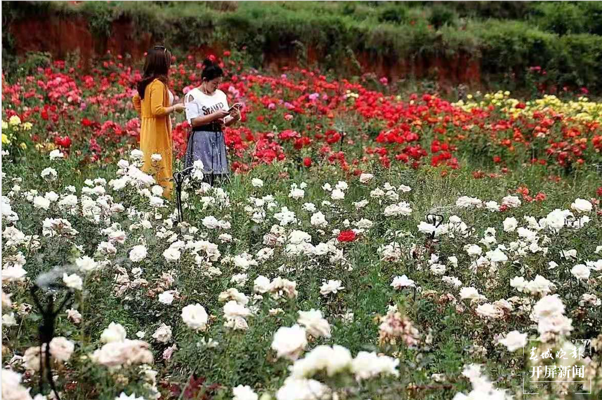 【五一开屏带你游】富源多乐原,月季“千娇百媚”等你来看 春城晚报-开屏新闻记者 蒋琼波 通讯员 山鑫 摄影报道