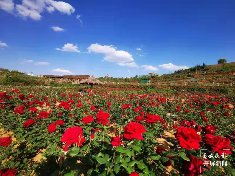 【五一开屏带你游】富源多乐原,月季“千娇百媚”等你来看 春城晚报-开屏新闻记者 蒋琼波 通讯员 山鑫 摄影报道