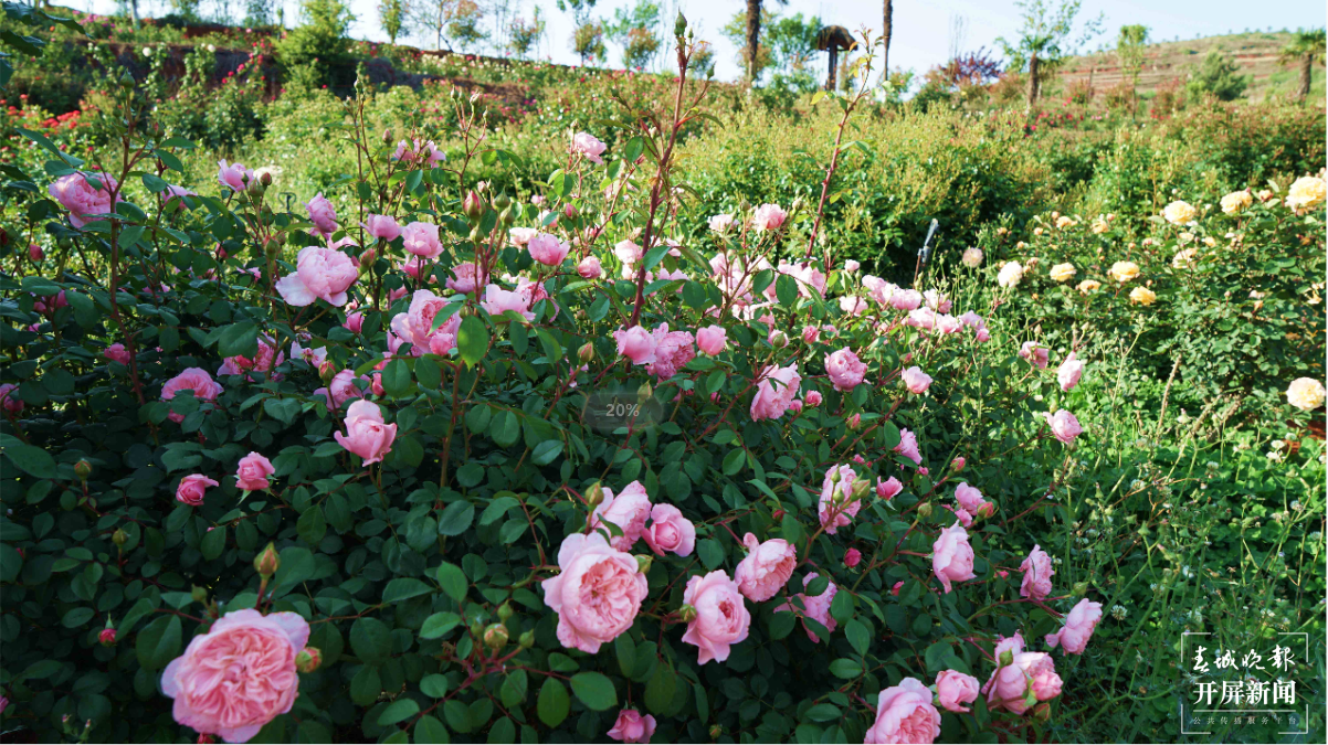 【五一开屏带你游】富源多乐原,月季“千娇百媚”等你来看 春城晚报-开屏新闻记者 蒋琼波 通讯员 山鑫 摄影报道