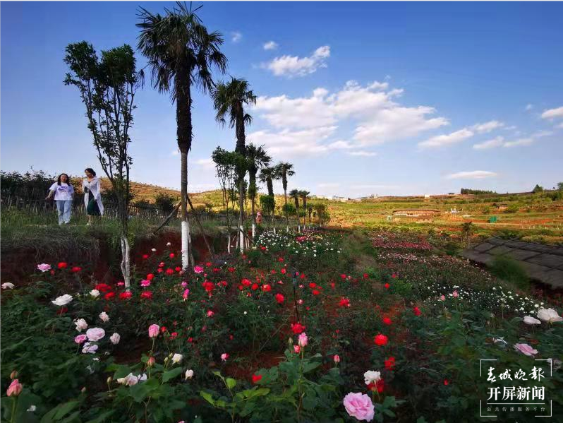 【五一开屏带你游】富源多乐原,月季“千娇百媚”等你来看 春城晚报-开屏新闻记者 蒋琼波 通讯员 山鑫 摄影报道