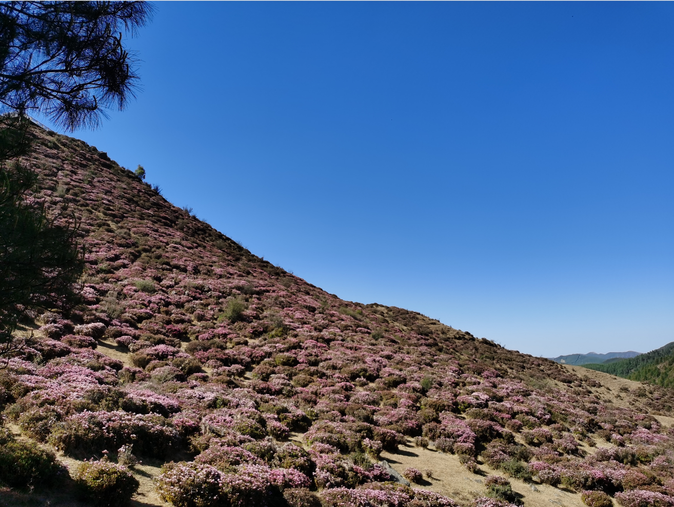 【五一开屏带你游】五一不妨到禄劝“徜徉”杜鹃花海 禄劝县委宣传部供图