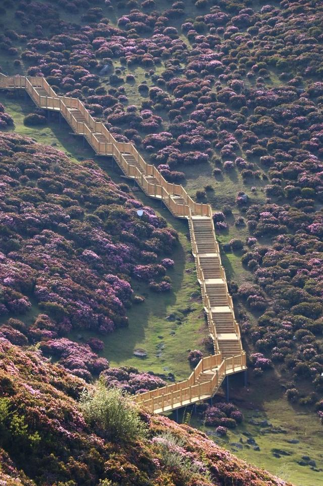 【五一开屏带你游】五一不妨到禄劝“徜徉”杜鹃花海 禄劝县委宣传部供图