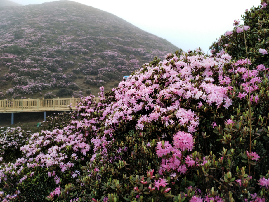 【五一开屏带你游】五一不妨到禄劝“徜徉”杜鹃花海 禄劝县委宣传部供图