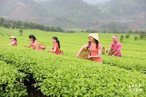 品古树茶、啃手抓鸡，腾冲团田野性之美等你解锁（春城晚报-开屏新闻记者 崔敏 通讯员 杨弘毅 摄）