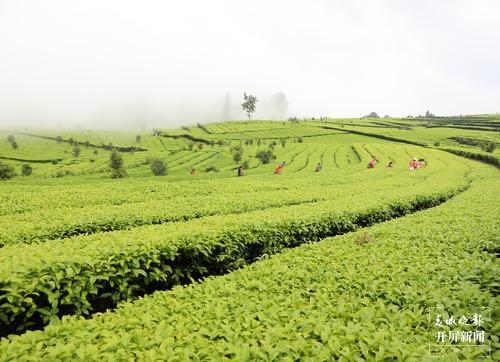 品古树茶、啃手抓鸡，腾冲团田野性之美等你解锁（春城晚报-开屏新闻记者 崔敏 通讯员 杨弘毅 摄）