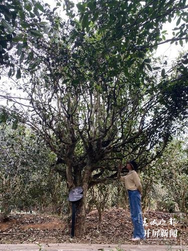 品古树茶、啃手抓鸡，腾冲团田野性之美等你解锁（春城晚报-开屏新闻记者 崔敏 通讯员 杨弘毅 摄）