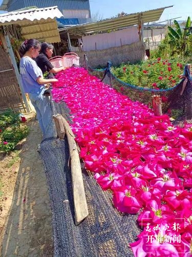 品古树茶、啃手抓鸡，腾冲团田野性之美等你解锁（春城晚报-开屏新闻记者 崔敏 通讯员 杨弘毅 摄）