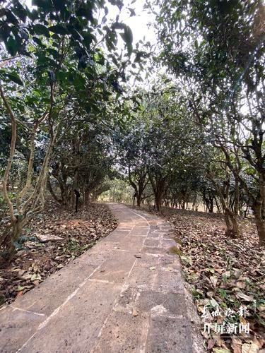 品古树茶、啃手抓鸡，腾冲团田野性之美等你解锁（春城晚报-开屏新闻记者 崔敏 通讯员 杨弘毅 摄）