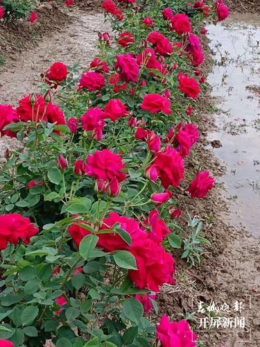 品古树茶、啃手抓鸡，腾冲团田野性之美等你解锁（春城晚报-开屏新闻记者 崔敏 通讯员 杨弘毅 摄）