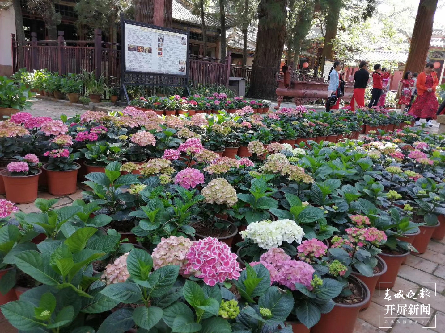 【五一开屏带你游】通海兴蒙乡建举办甜瓜节，“吃瓜群众”千万不要错过（记者 李春丽 通讯员 姚锋（资料图片））