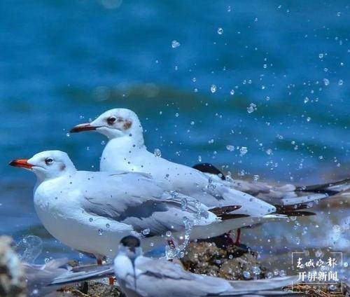 保山的这7个A级景区等你来游（春城晚报-开屏新闻记者 崔敏 通讯员 甘湉 摄）
